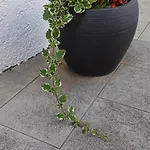 Apartament Gismondi *